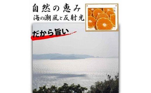 不知火(しらぬい) オレンジ みかん 家庭用 5kg  	CE013