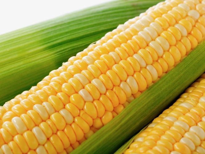 ＜2026年先行予約＞【富士山の麓で育つ】富士河口湖町産 Inakakaraとうもろこし「ドルチェドリーム」10本入 FBA008