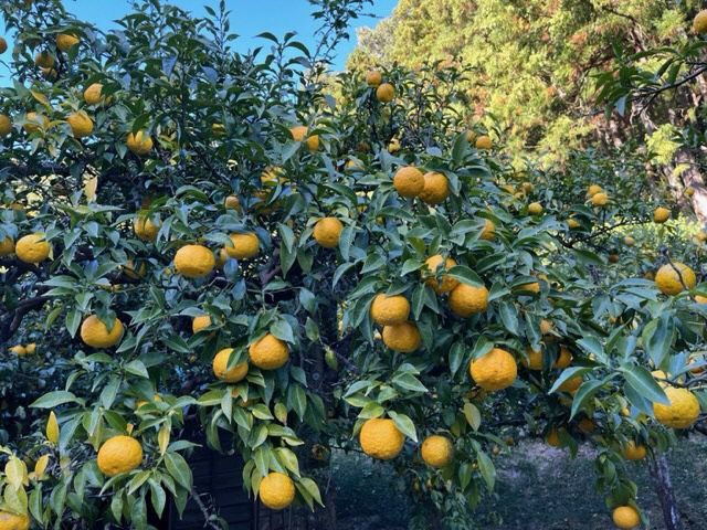 ゆずジャムと季節の漬物セット