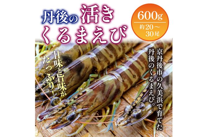 丹後の活きくるまえび 600g（20～30尾）（11月発送）　MN00049