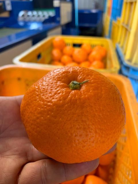 越冬本貯蔵 丹生系みかん（にゅうけい） 約5kg  秀品 2S～L［高糖系］［マルシ農園］ CC56
