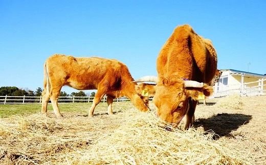 E4-01 【草地和牛】レトルトビーフカレー（1人前200g）6個入