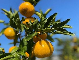 ［ご家庭用・サイズＬ］和歌山有田産！早生みかん≪10kg≫［予約販売］［数量限定］まる隆果樹園  	CS033