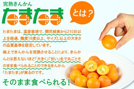 ＜“厳選”完熟きんかん「たまたま」2L×3kg 1箱＞2025年1月下旬～2月下旬迄に順次出荷【c274_mm_x6】