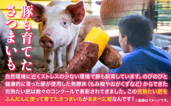 3ヶ月定期便 熊本県 大津町産 あまべに姫 (紅はるか) 約3.5kg ガブレス《12月から出荷開始》さつまいも 芋 紫芋 高糖度---so_gbabh_r7_21000_3500g_dec3---