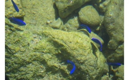 【価格改定】「自然体験学校」八重瀬町玻名城の郷ビーチでシーカヤック体験（ペアチケット）- シーカヤック 体験 カヤック ペア チケット 穴場ビーチ おすすめ 思い出 記念 沖縄県 八重瀬町