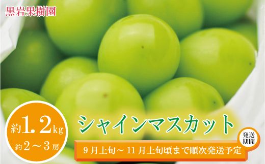 シャインマスカット 約1.2kg（約2～3房）《黒岩果樹園》■2024年発送■※9月上旬頃～11月上旬頃まで順次発送予定