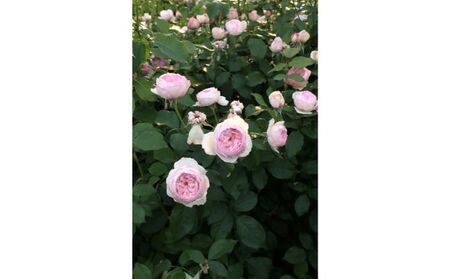 バラ鉢植え「ザ ミル オン ザ フロス」 SWBD005