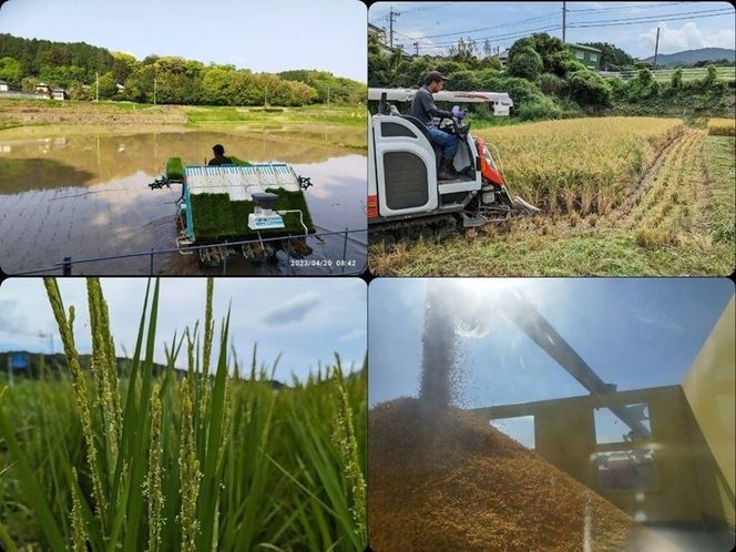 令和7年産新米 予約受付！むなかた産 米 ぴかまる 5kg【みきふぁーむ】_HA1543