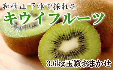 和歌山の下津で採れたキウイフルーツ約3.6kg（玉数おまかせ・秀品）★2025年１月上旬頃より順次発送【TM111】XH105