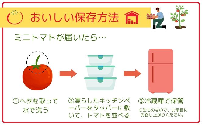 【先行予約】ミニトマト サンチェリー 1.5kg 2026年7月発送 トマト とまと プチトマト 新鮮 野菜 農家直送 1キロ おすすめ ギフト 贈答 プレゼント 10000円 1万円 福島県 田村市 田村 よしのや農園 N061-001
