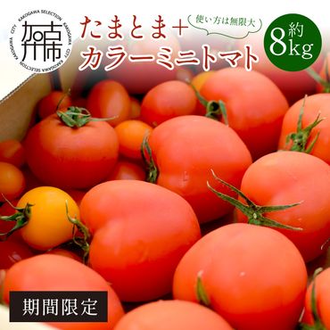 【限定出荷】"たまとま"＋カラーミニトマト(約8kg)《 野菜 トマト ミニトマト カラートマト 期間限定 送料無料 おすすめ 美味しい セット とまと ふるさと納税 》