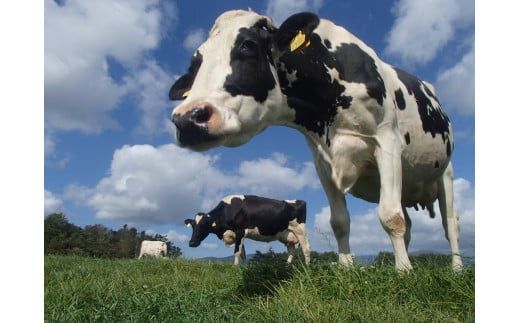 【大津牧場の搾りたてミルク使用】北海道産 のむヨーグルトBIG プレーン無糖 450ml×7本セット ダイエット 産地直送 牛乳 ヨーグルト せたな町 ふるさと納税