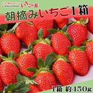 【2025年1月上旬発送開始】まるは食堂 マルハリゾート いちごの丘の『朝摘みいちご』1箱（1箱約450g） ※2025年1月上旬～3月下旬頃に順次発送予定 ※北海道・沖縄・離島への配送不可 ※着日指定不可