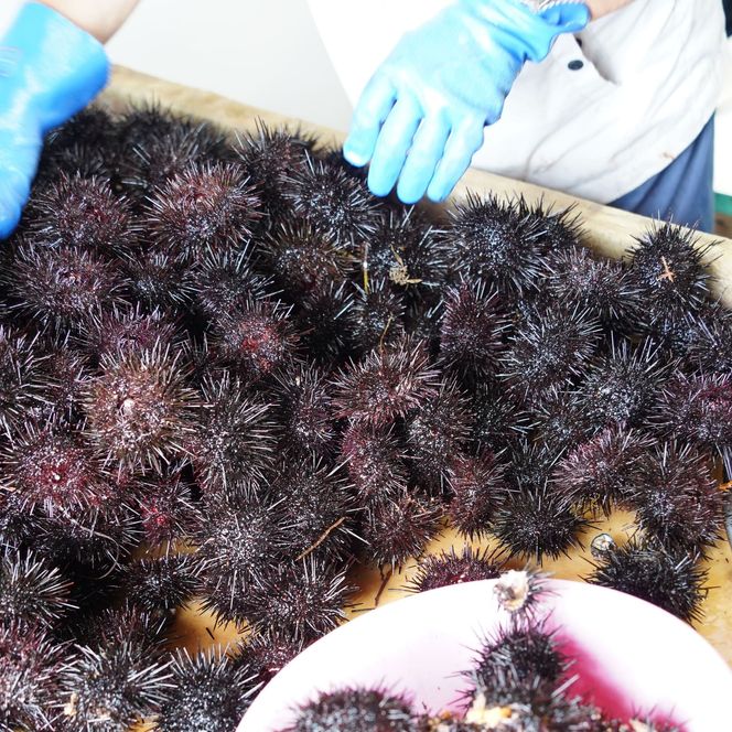 【2026年7月1日以降から順次発送】【産地直送】北海道産 塩水うに 200g キタムラサキウニ ミョウバン不使用 直送 旬 パスタ 寿司 焼き うに丼 海鮮 せたな町 ふるさと納税