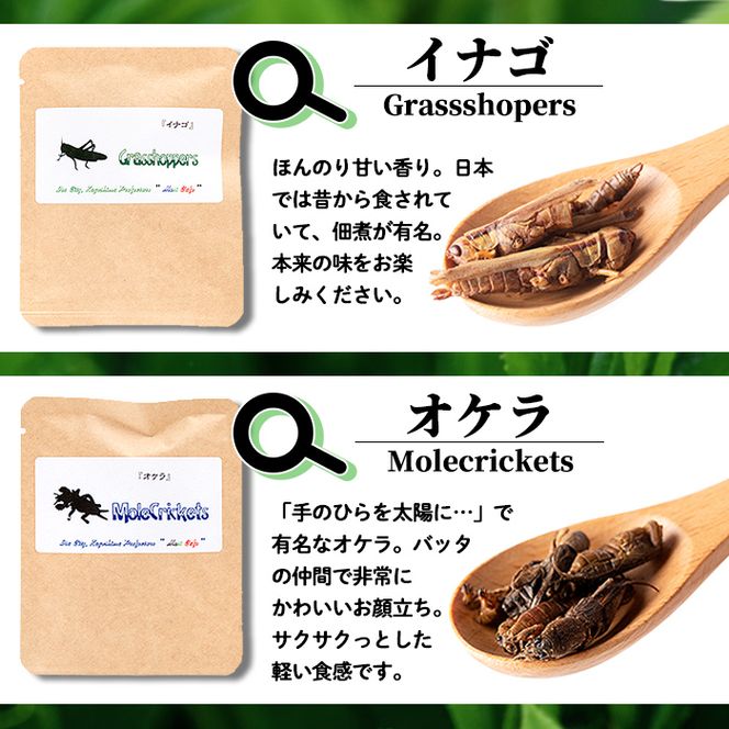 【美苗】オリザバ（仔株）最終価格 hasa-main.jpg