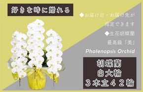 099H383 3本立て 胡蝶蘭 42輪～45輪 白色【木製大型木札 または メッセージカード 付き ラッピング お祝い ギフト 贈答 贈り物 プレゼント 生花 花 農福連携】