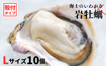 【のし付き】海士のいわがき 新鮮クリーミーな高級岩牡蠣 殻付きLサイズ×10個 