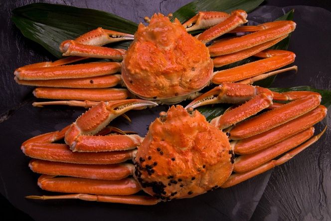 【厳選！！タグ付きブランド】茹で松葉かに 鮮度抜群、釜茹でにてお届け！！ 800g級×1杯　YK00430