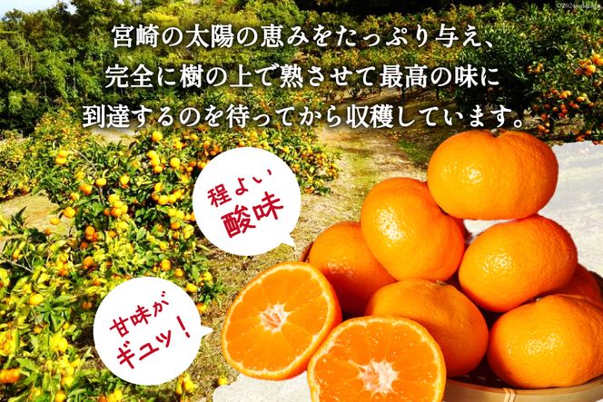 【期間限定発送】 みかん 10kg コクのある甘さ うまぁ〜〜い！！青島晩生温州みかん 2L [黒田農園 宮崎県 日向市 452061303] 果物 フルーツ ミカン 蜜柑 柑橘 贈答用