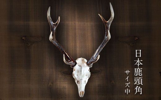 ニホンジカ頭骨付き角 壁掛け(中) 【配送不可地域あり】※離島 ニホンジカ頭骨付き角 壁掛け(中) 【配送不可地域あり】※離島