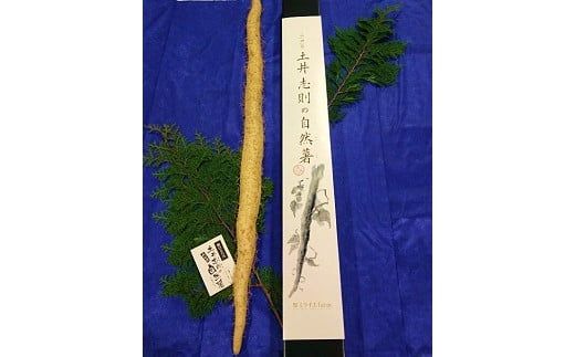 C042 ミライエfarm特級規格品質1本もの1キロ超え特大サイズ　最高級自然薯