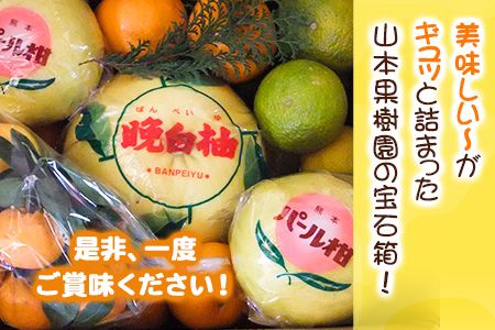 柑橘詰め合わせセット(5種類・10kg以上) 山本果樹園《12月上旬-1月上旬頃出荷》果物 フルーツ みかん---sh_ymmtbox_ad12_r7_15500_10kg---