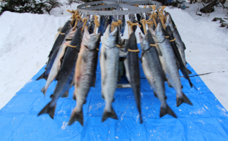 活〆鮭 山漬け 2.2kg前後［姿切身］寒風干し SRMN020