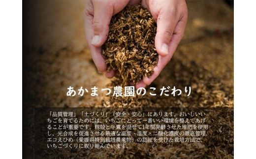 冷凍いちご 品種おまかせ 1kg　あかまつ農園 ＜苺 いちご イチゴ 果物 フルーツ 農家直送 レッドパール 紅い雫 紅ほっぺ 冷凍 スムージー ジャム お菓子づくり＞