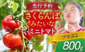 ミニトマト (プチぷよ)800g トマト 野菜 新鮮 期間限定トマト 愛西市 / 株式会社石原農園[AEBG007]