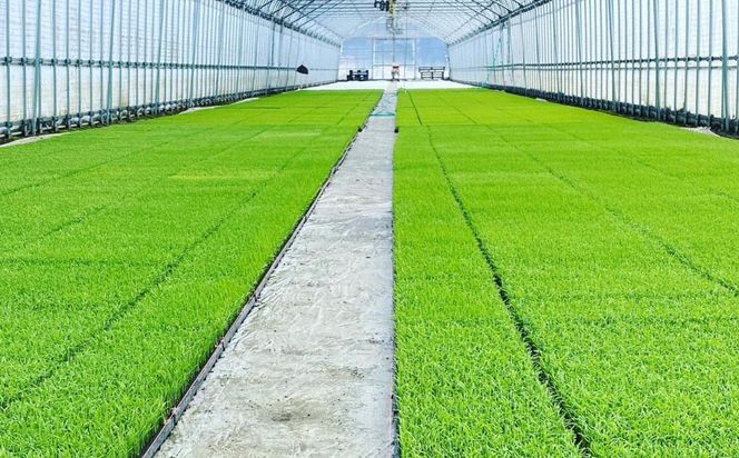 【新米受付・令和8年産米】 空舞米　新潟県村上市岩船産　コシヒカリ精米6kg（2kg×3袋）NA4148