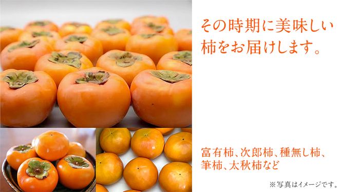 柿 3品種食べ比べ(各7個)【令和6年10月中旬より発送開始】（茨城県共通返礼品：石岡市産） 果物 フルーツ 茨城県産 [BI456-NT]