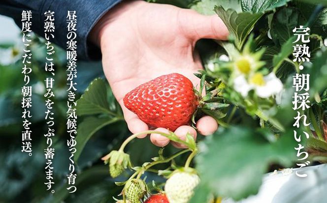 【3回定期便】西粟倉村  完熟いちご 自宅用 800g(200g×4)  M-FI-B04A