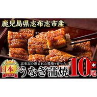 うなぎの大楠＜中＞10尾セット計1.3kg(130g×10) e9-001