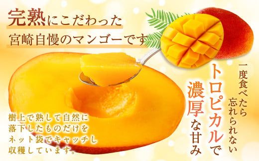 ＜宮崎県産 完熟マンゴー 3L×2玉(合計 約900g)＞※2026年5月上旬～7月中旬までに順次出荷 マンゴー 果物 くだもの フルーツ 完熟 南国