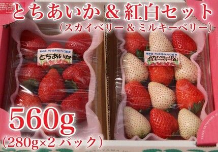 [2024年12月下旬から順次発送] 完熟朝摘みとちあいか 280gとスカイベリー＆ミルキーベリー混合280g の2パックセット｜いちご 苺 イチゴ とちあいか スカイベリー ミルキーベリー フルーツ 果物 産地直送 先行予約 [0596]