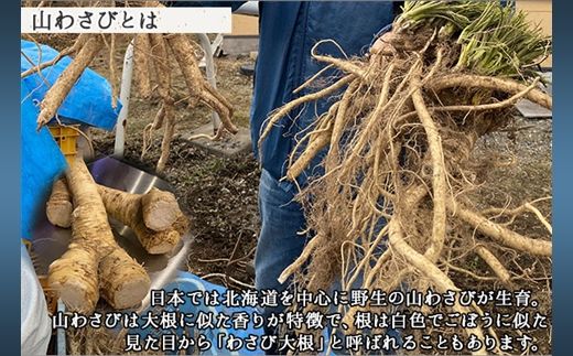 2946. 山わさび醤油漬け 100g 3瓶 薬味 辛味 調味料 ワサビ 山葵 手づくり ホースラディッシュ おかず ご飯のお供 お取り寄せ グルメ gift ギフト 送料無料 北海道 弟子屈町