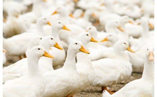 099H3103 ダウンケット シングル 140cm×190cm 訳あり 柄おまかせ【国産 羽毛 ふとん 寝具 掛け布団 羽毛ふとん】