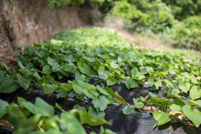 【先行予約】【数量限定】紅あずま 生芋（2.5kg）| さつまいも サツマイモ 紫 産地直送　※2024年12月上旬～2025年4月下旬頃に順次発送予定