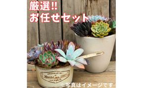 【厳選株】【農場直送】多肉植物エケベリア ぷっくり充実株!! おまかせ14品種セット ※着日指定不可 ※北海道・沖縄・離島への配送不可