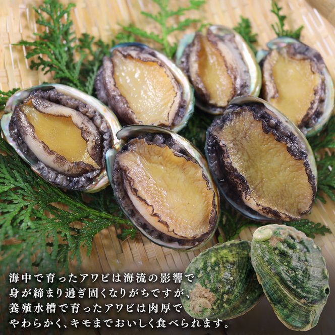 3ヶ月連続 定期便 三陸翡翠あわび お試しセット 30g×6個 冷凍 鮑 青空レストラン 蝦夷あわび  あわび アワビ 鮑 Abalone ステーキ バターソテー 正月 お正月 おせち 蒸し鮑 バーベキュー BBQ ごはん 夕飯 おかず おつまみ 晩酌 米 丼 海産物 海鮮 魚介 魚介類 贈答品 お中元 お歳暮 大船渡 三陸 岩手県 国産[hisui1000]