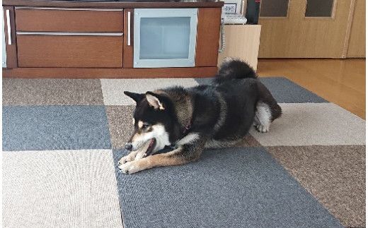 【ジビエ】犬のおもちゃ・ドッグフードのセット（小型犬用）【0tsuchi00430-202410】