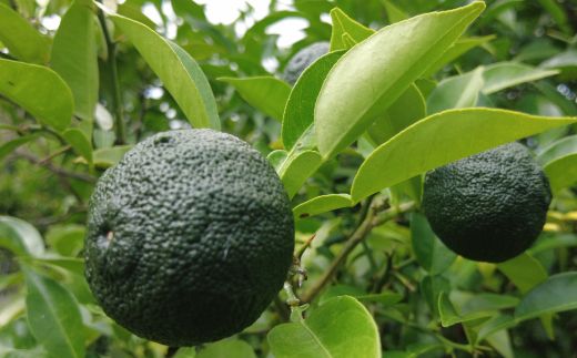 R5-168．四万十ゆず胡椒3個セット