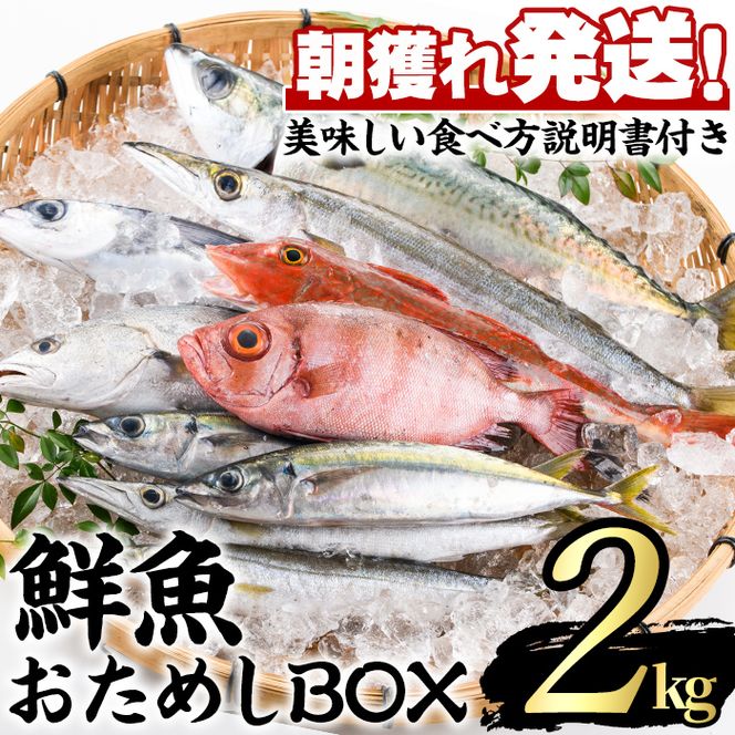 y̑Sǒzy0153201azlꔭIN≮IwN߂BOXx(2kgx)  N CN lߍ킹 Zbg hg VՂ ς Ăy]쏤Xz