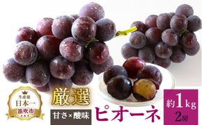 【2026年発送★先行予約】厳選!! 池田青果のピオーネ　1.0kg　2房 173-008-26y