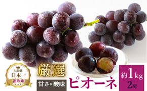 ＜25年発送先行予約＞厳選!! 池田青果のピオーネ　1.0kg　2房 173-008