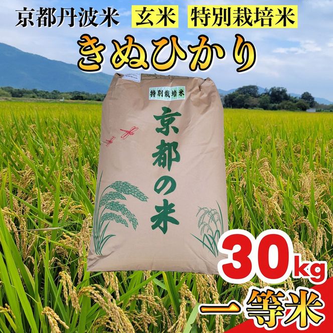 玄米 30kg 京都丹波米 きぬひかり◇《米 一等米 キヌヒカリ 特別栽培米 