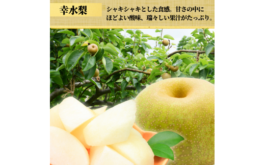 【先行予約限定】 茨城県産 梨【品種おまかせ】約5kg【茨城県共通返礼品　かすみがうら市産】※2024年9月上旬～10月下旬頃に順次発送予定 ※離島への配送不可