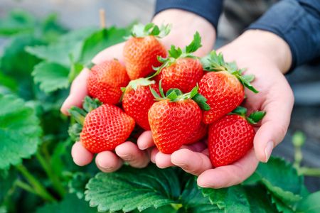 【先行受付 令和8年1月より発送開始】香月さんちのいちご(さがほのか)280g×4パック 【いちご イチゴ 苺 さがほのか 大玉 大粒フルーツ 果物  数量限定 香月農園 佐賀県産】(H017116)