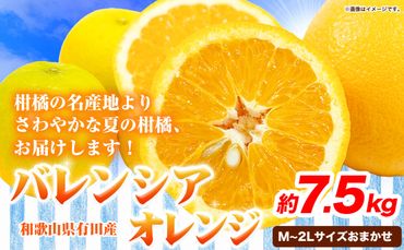 [爽快]有田産バレンシアオレンジ 7.5kg(M〜2Lサイズおまかせ) 厳選館 [2023年6月中旬-7月末頃出荷]和歌山県 日高町 オレンジ 柑橘 フルーツ 果物---wsh_genbore_bc6_22_16000_7500g---